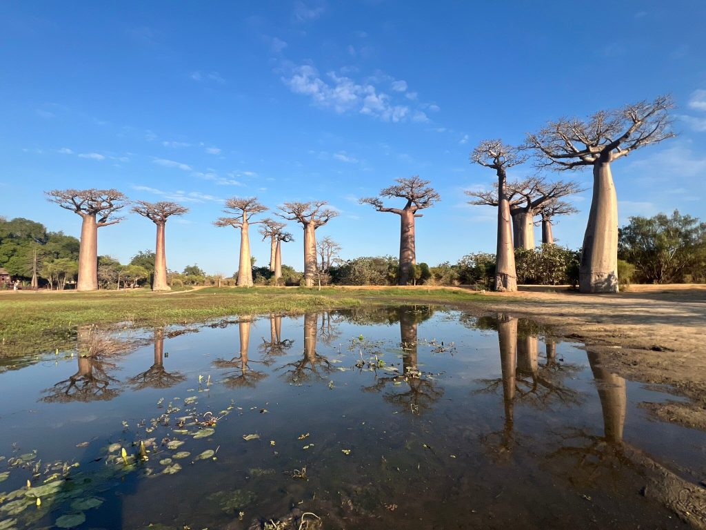 Baobab trees along the Morondava avenue mirrored in a still pool of water beside the dirt road