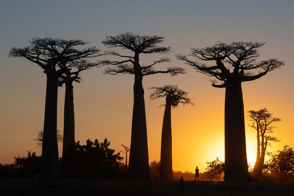 A row of Baobab trees standing in black silhouette against a clear orange sunset sky in western Madagascar