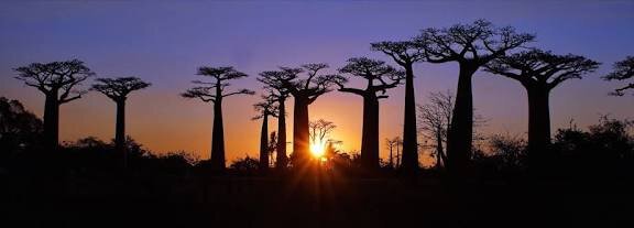 Wide panorama of the Avenue of the Baobabs at dusk with the low sun bursting between two huge trunks
