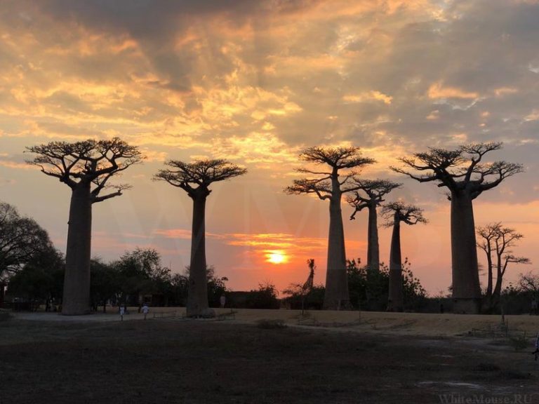 Baobab trees lining a sandy track beneath heavy cloud lit orange by the setting sun