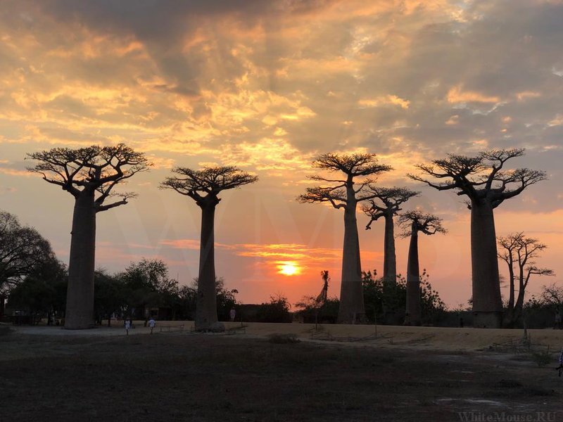 Baobab trees lining a sandy track beneath heavy cloud lit orange by the setting sun