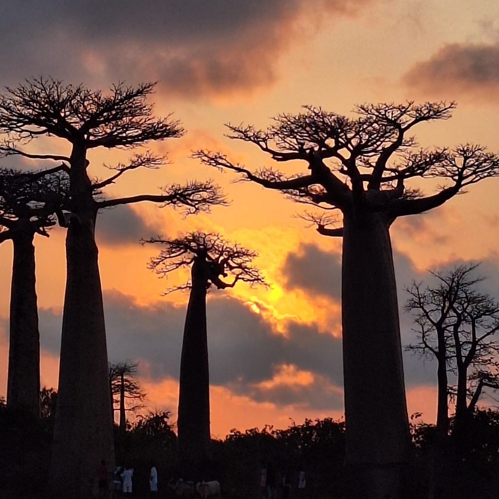 The flat, root-like crowns of Baobab trees traced against a fiery orange evening sky