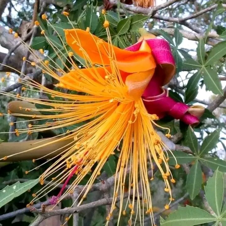 Close-up of a Baobab flower opening to reveal a dense brush of orange stamens