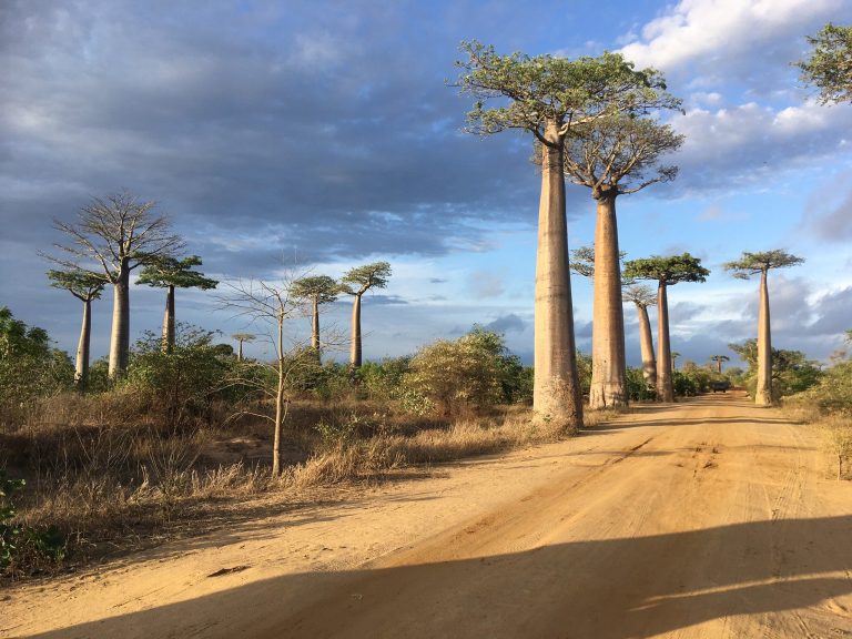 A rough sandy road running between towering Baobab trees under a broken, cloudy sky