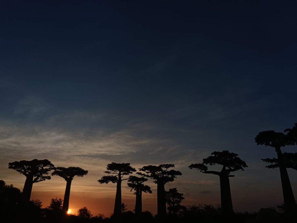 Baobab trees reduced to dark silhouettes against the deep blue twilight sky after sunset
