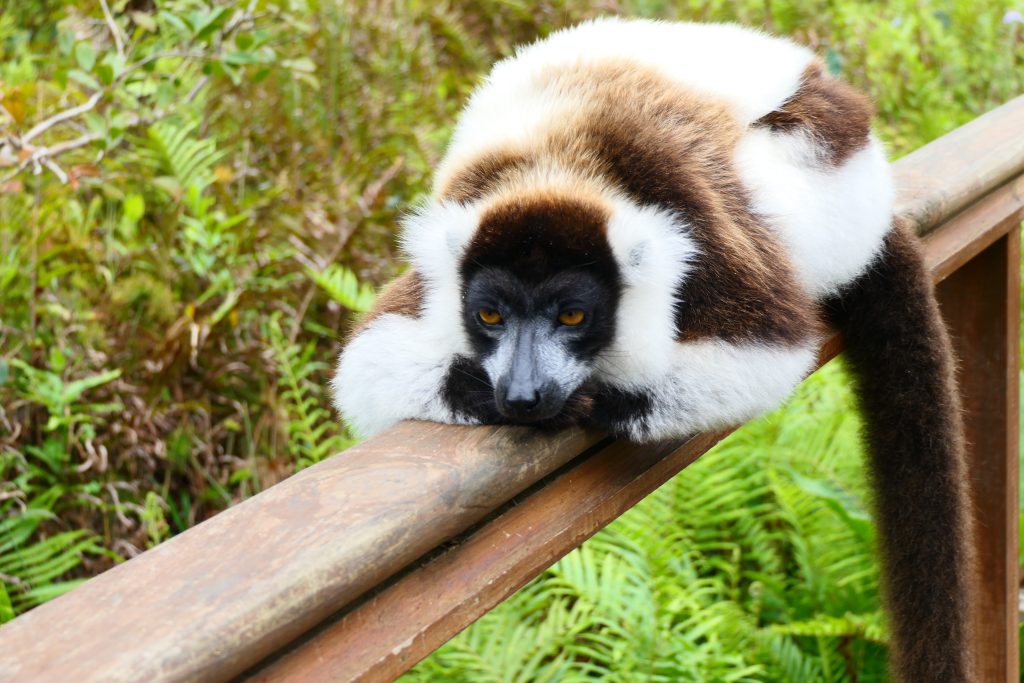 A black-and-white ruffed lemur lying draped across a wooden boardwalk handrail, watching the camera