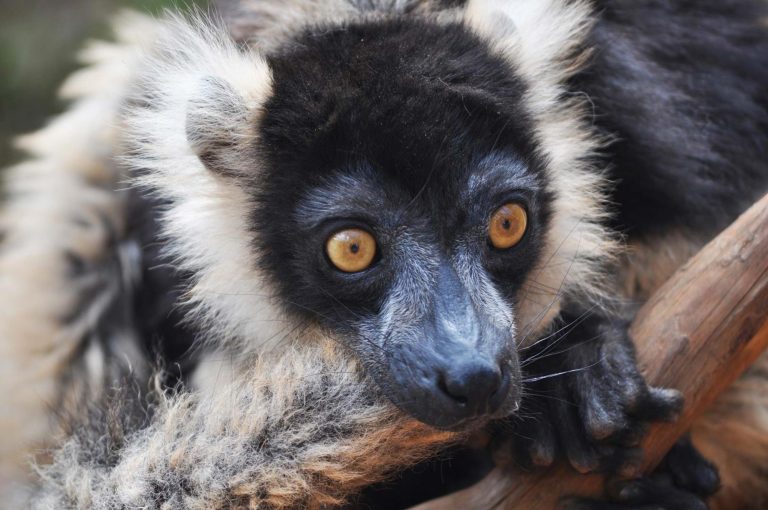 Close-up of a black-and-white ruffed lemur's face, its amber eyes fixed on the camera and white ruff framing its muzzle