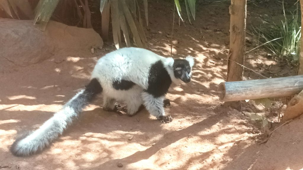 A black-and-white ruffed lemur walking across bright red sand at the edge of the forest