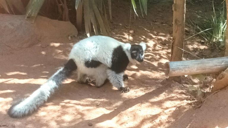 A black-and-white ruffed lemur walking across bright red sand at the edge of the forest