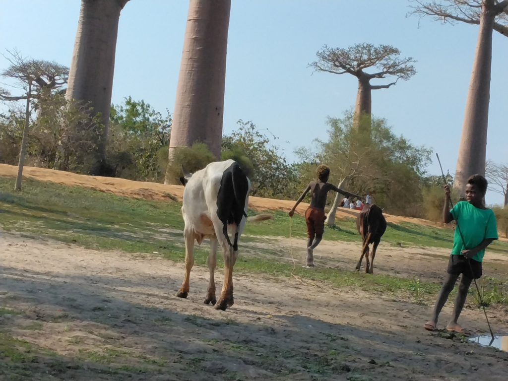 Two young herders driving a line of humped zebu cattle along a sandy track between Baobab trees
