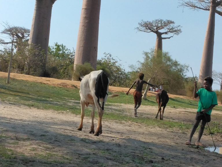 Two young herders driving a line of humped zebu cattle along a sandy track between Baobab trees