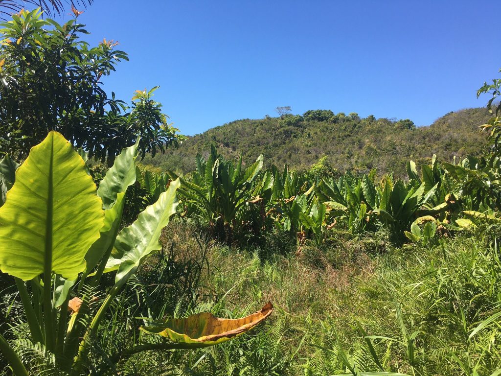 Dense broad-leaved rainforest plants covering a steep hillside in eastern Madagascar