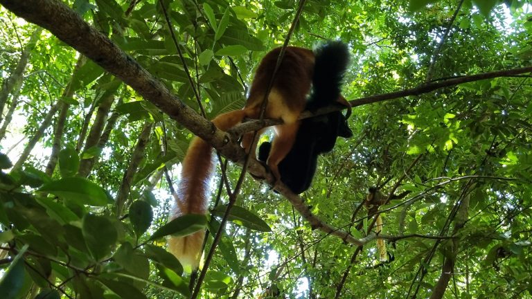 A pair of black lemurs, the rufous-brown female and the jet-black male, sitting together on a branch