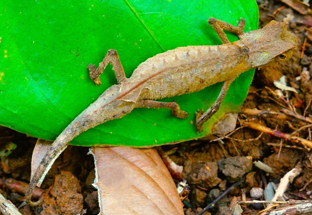 A tiny brown leaf chameleon perched on a green leaf on the rainforest floor, perfectly matching the dead leaves around it