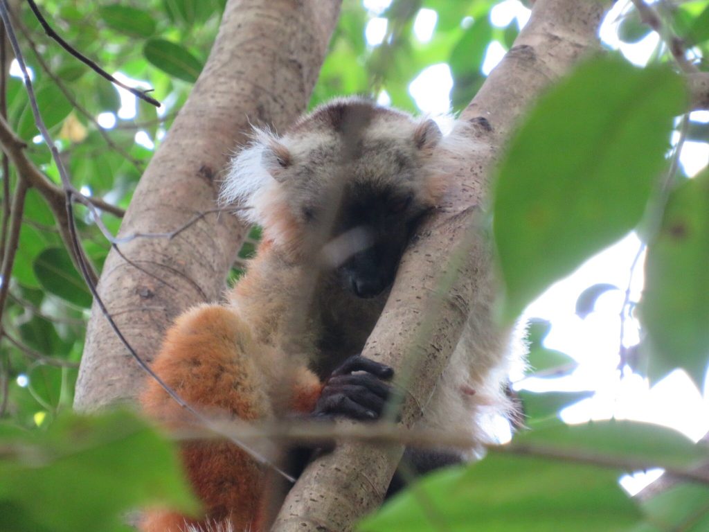 A common brown lemur dozing on a mossy branch with its eyes closed and tail hanging down