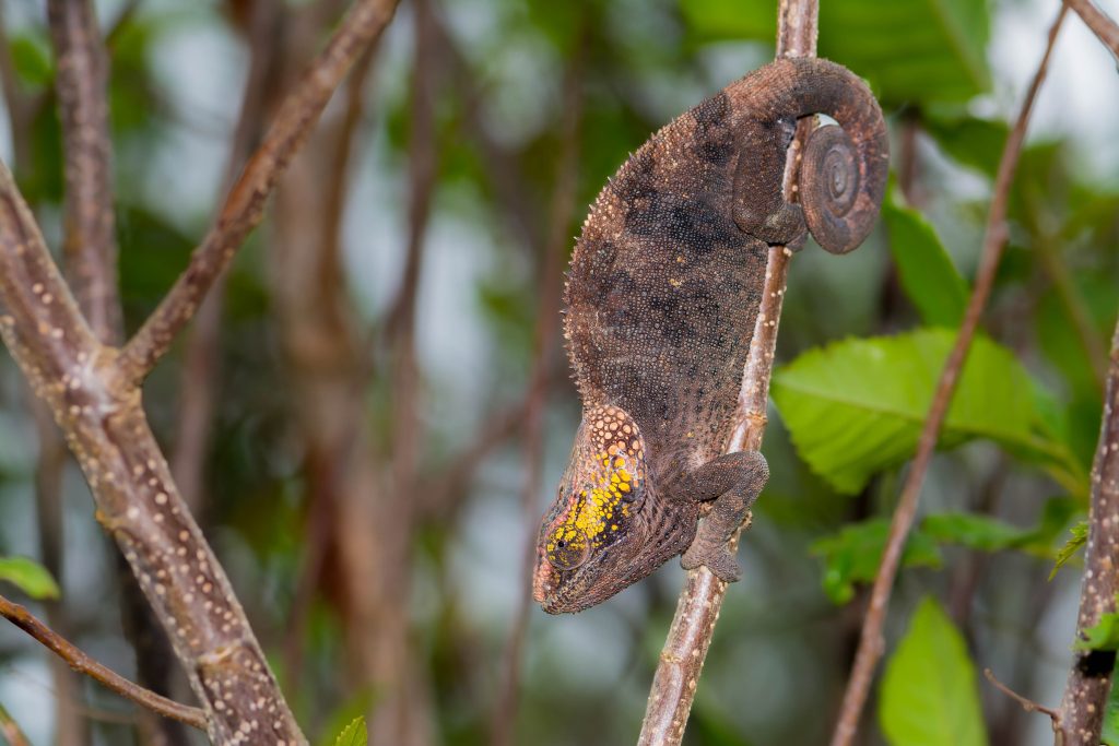 A chameleon gripping a thin branch head-down, its curled tail wrapped tight for balance