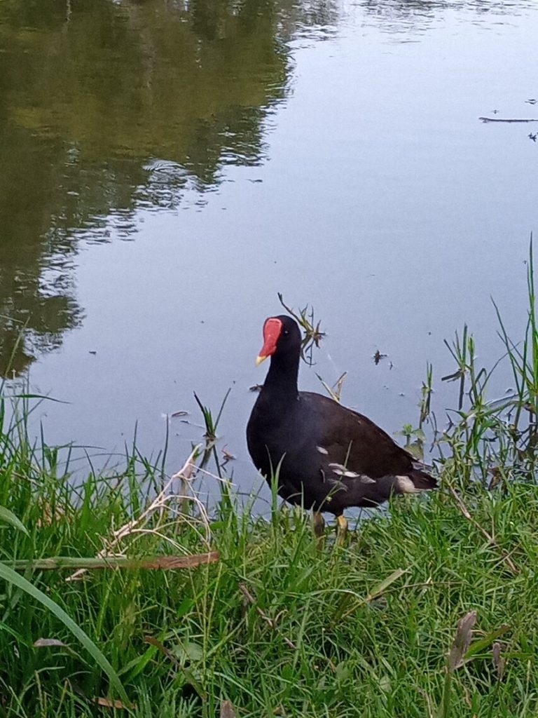 A common moorhen picking its way along the grassy margin of a shallow pond
