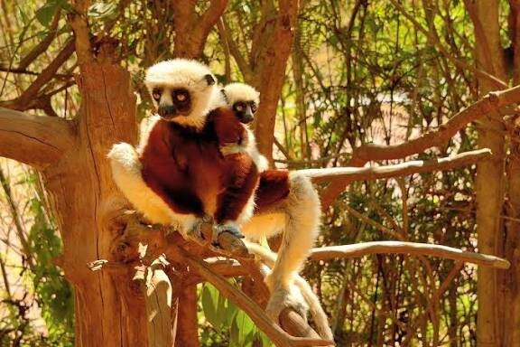 A Coquerel's Sifaka sitting upright on a branch with its infant clinging to its belly