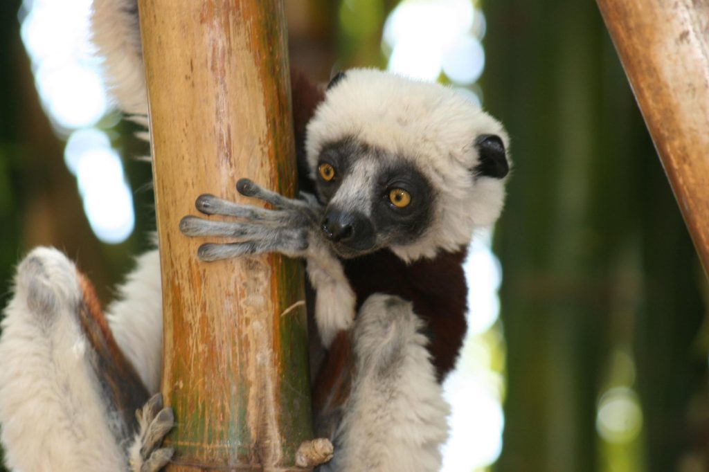 A Coquerel's Sifaka clinging vertically to a thick bamboo trunk, looking back over its shoulder
