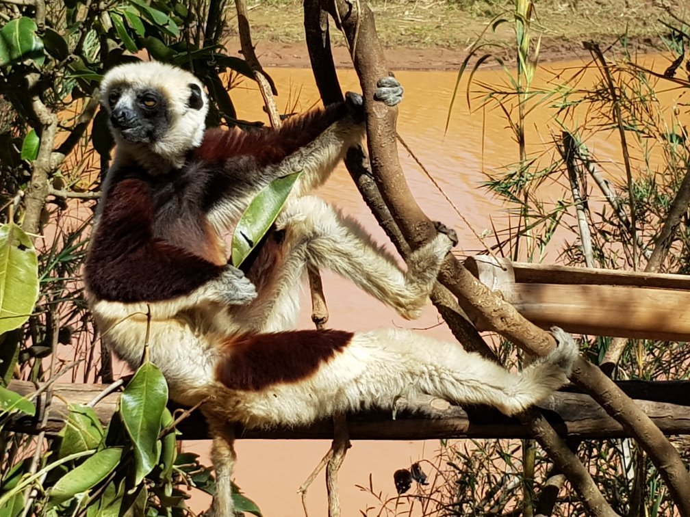 A Coquerel's Sifaka stretched out along a low branch above still water, one arm dangling