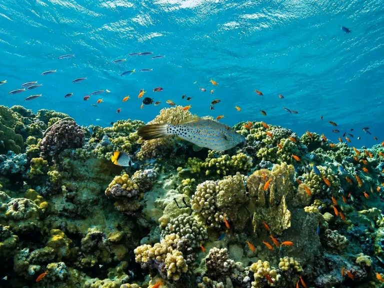 An underwater view of a Madagascar coral reef with clouds of small tropical fish shoaling above the coral heads