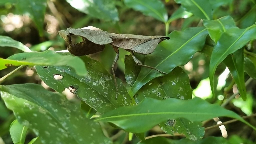 A dead-leaf mimic mantis resting on bright green foliage, its wings shaped and veined like a withered leaf