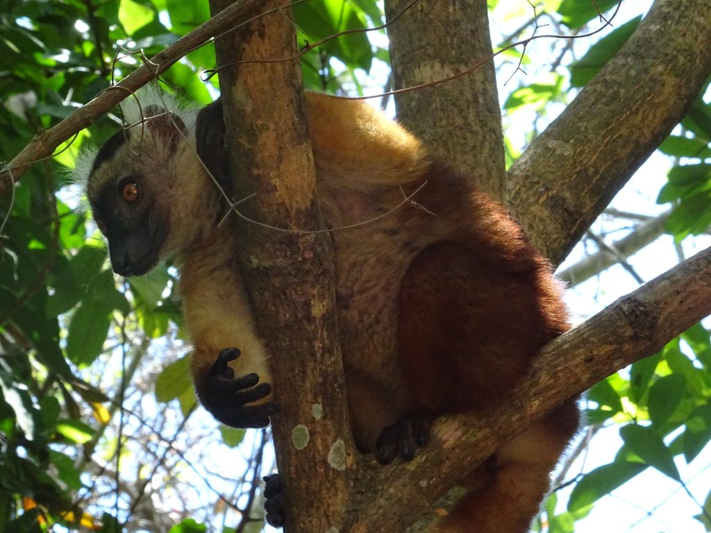 A rufous female black lemur clinging to a slim tree trunk in dappled forest light