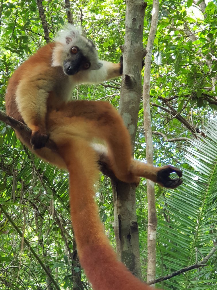 A rufous female black lemur with prominent white ear tufts looking down from the branches