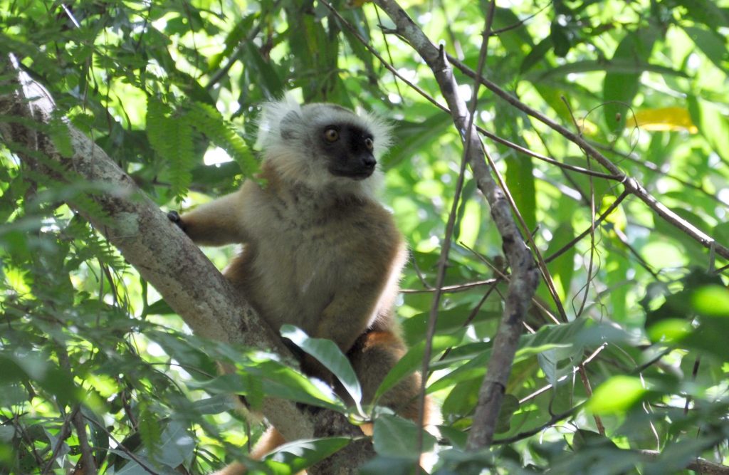 A female black lemur with a pale ruff around her face, balanced on a branch in the forest canopy