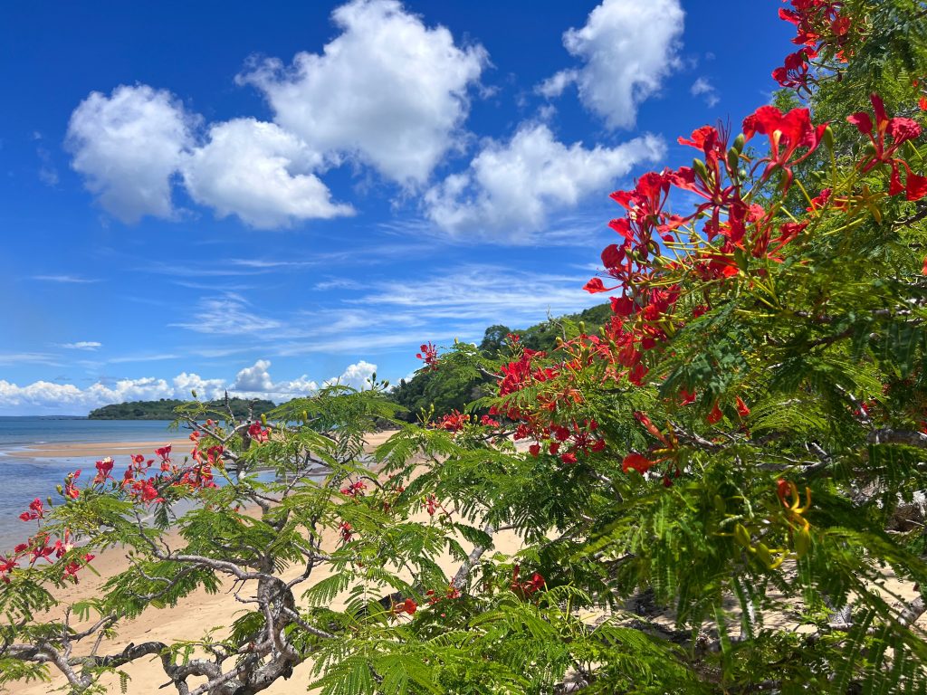 A flame tree in full scarlet bloom leaning over a quiet sand beach
