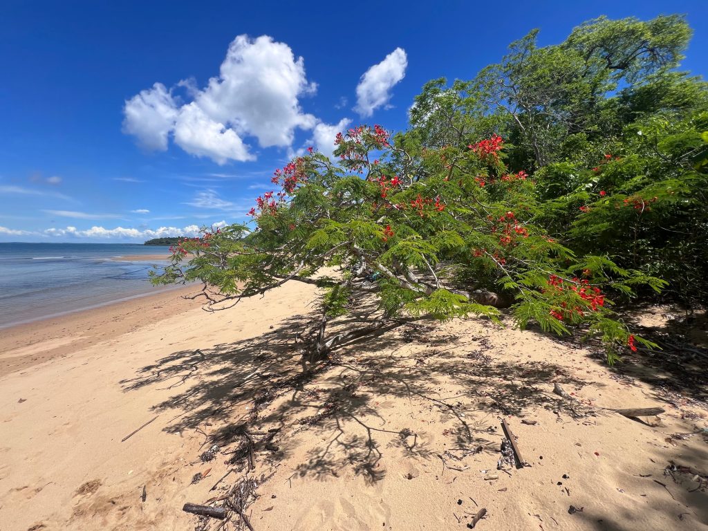 Long shadows from a flame tree stretching across wet sand at low tide