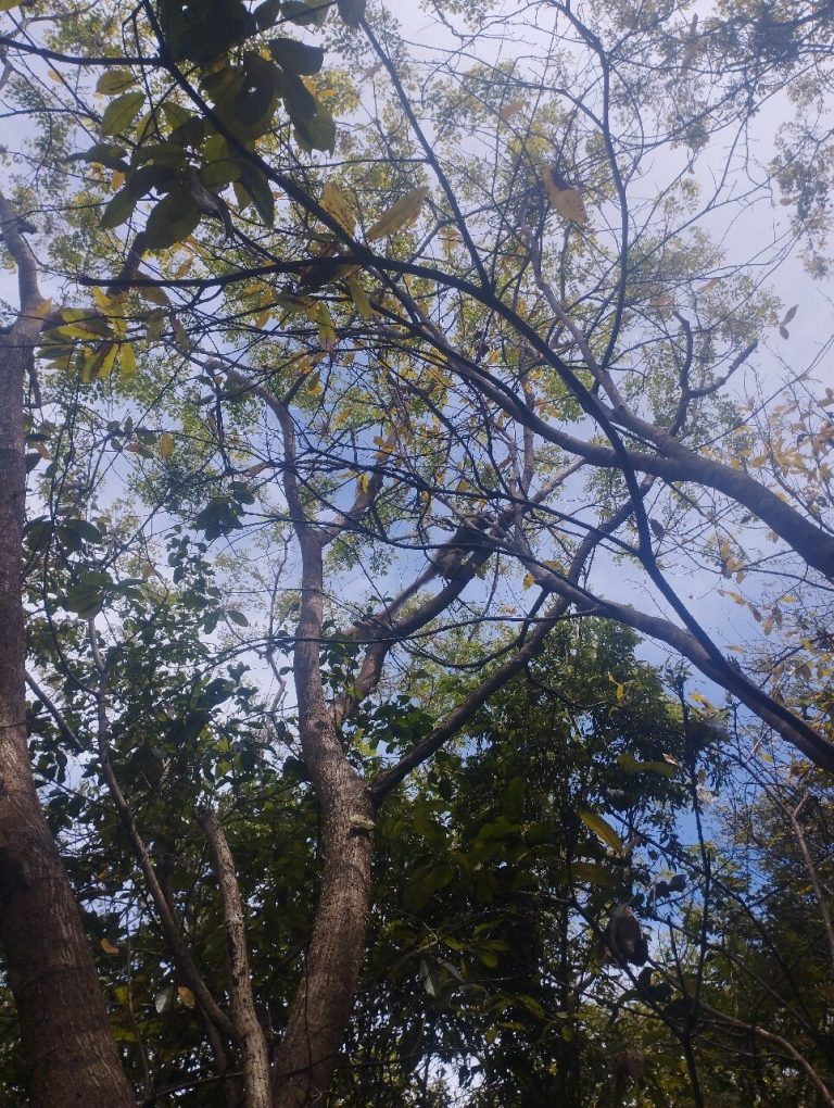 Madagascar flying fox bats hanging in a tight roost high in the treetops
