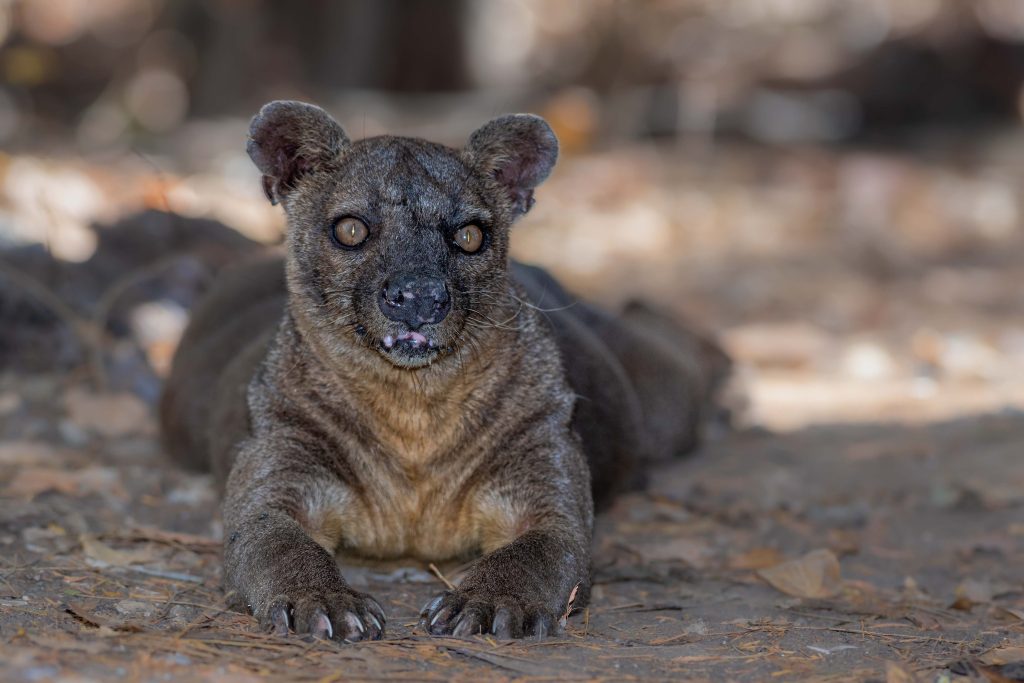 A fossa, Madagascar's largest carnivore, lying at rest on dry leaf litter in the dry forest