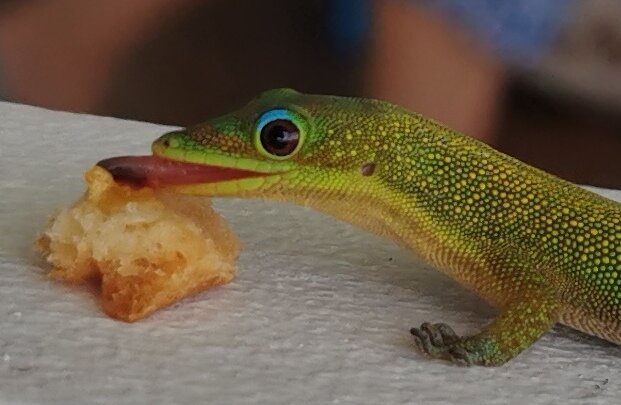 A brilliant green day gecko with red markings licking a crumb of bread with its pink tongue
