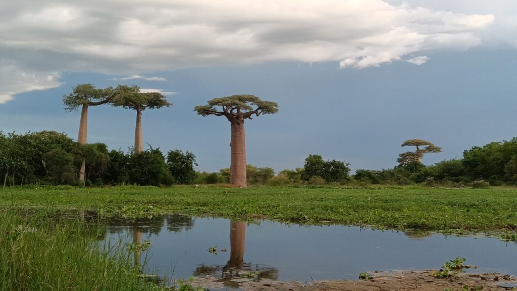 Baobab trees in full green leaf mirrored in a flooded pool during the rainy season
