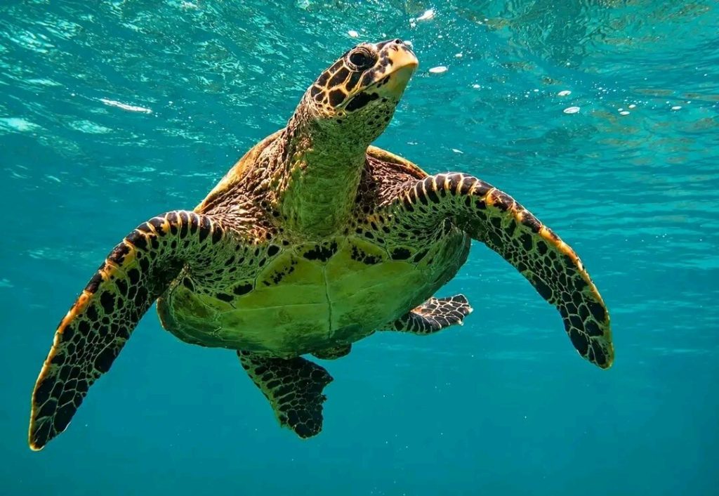 A hawksbill turtle gliding through clear turquoise water above a Madagascar reef