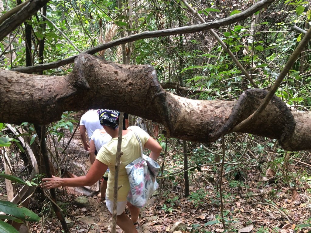 Hikers bending low to pass beneath a fallen tree trunk on a narrow rainforest trail