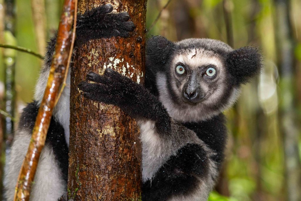 An Indri, the largest living lemur, clinging to a rain-soaked tree trunk in Andasibe