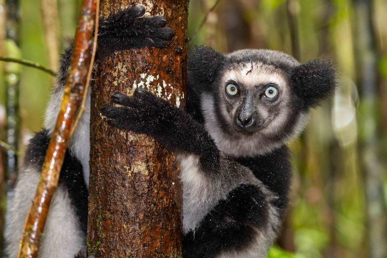 An Indri, the largest living lemur, clinging to a rain-soaked tree trunk in Andasibe