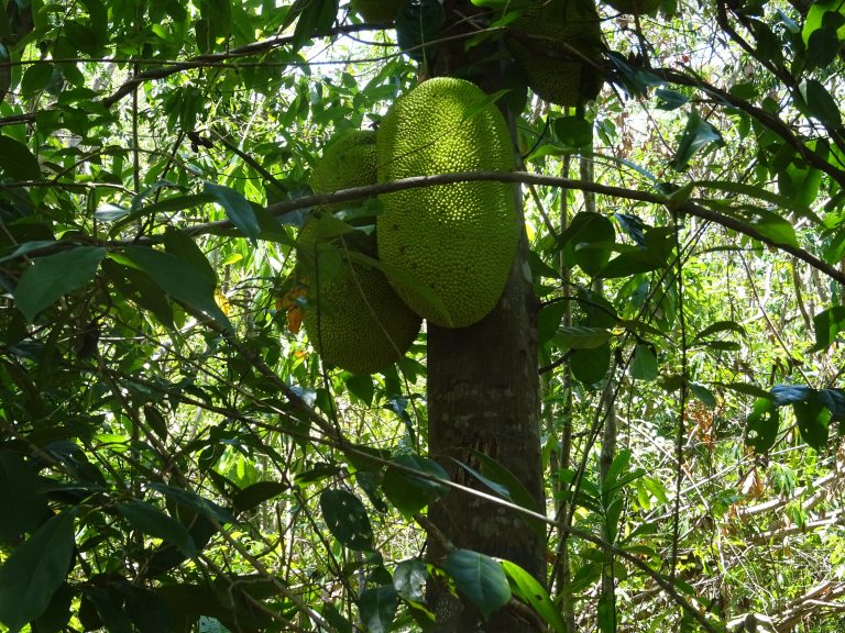 A heavy green jackfruit hanging directly from the trunk of its tree in a Madagascar forest garden