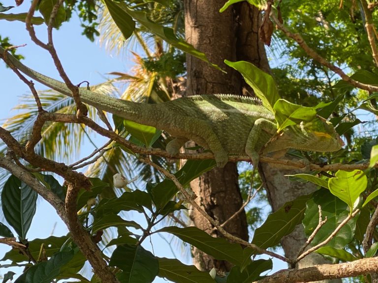 A large bright green chameleon walking slowly along a branch high in the forest canopy