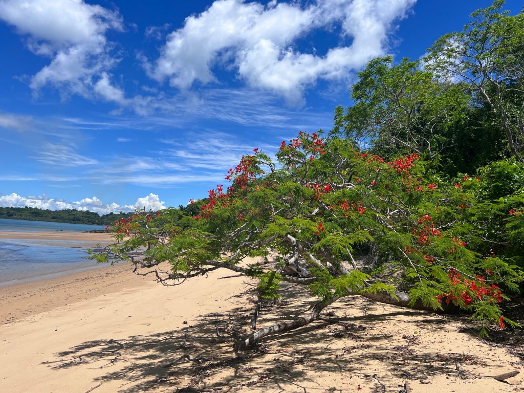 A flamboyant tree leaning out over an empty beach of pale sand
