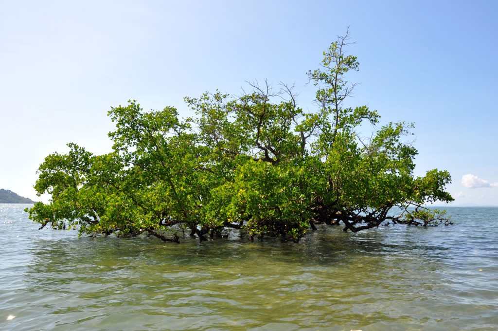 A single clump of mangroves standing in ankle-deep sea water off the Madagascar coast