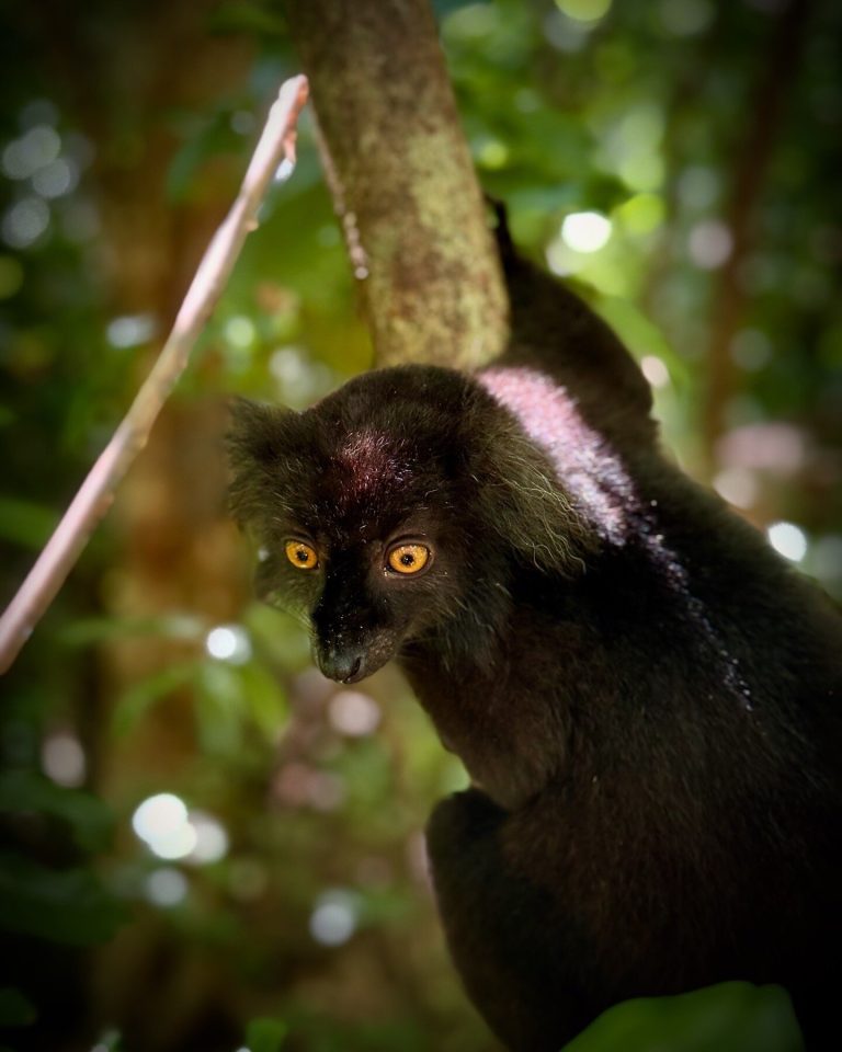 A jet-black male black lemur staring straight at the camera with striking orange eyes