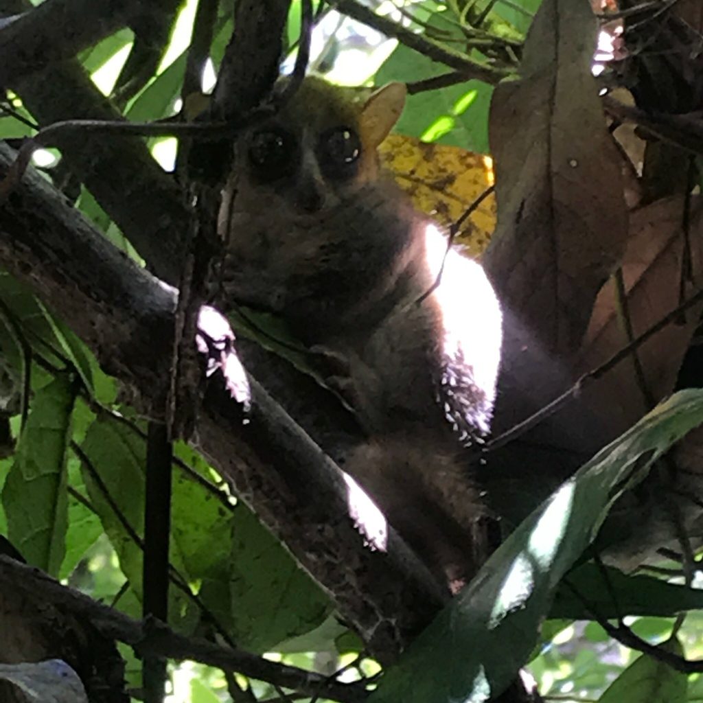 A nocturnal lemur with enormous reflective eyes peering out from shady branches on a night walk