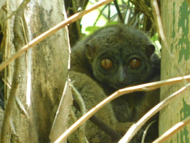 A nocturnal lemur wedged between two tree trunks, its orange eyes caught in the torchlight