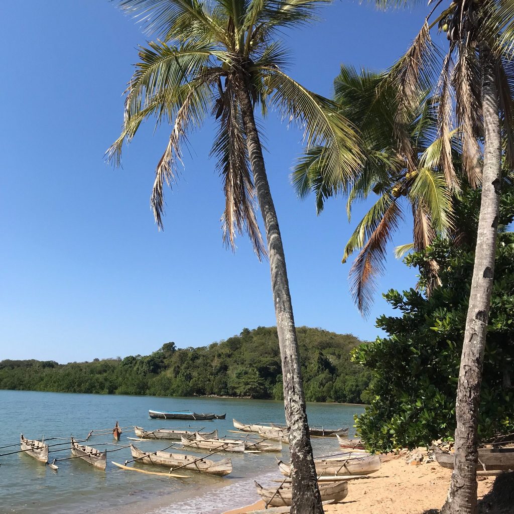Several outrigger canoes pulled up and moored on the sand beneath a stand of coconut palms