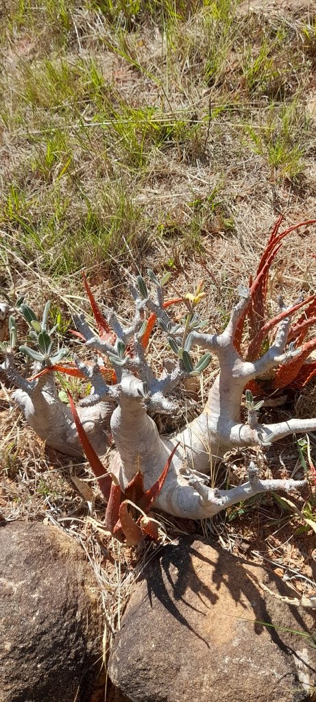 A swollen-trunked Pachypodium growing beside a red-flowering aloe on bare rocky ground in southern Madagascar