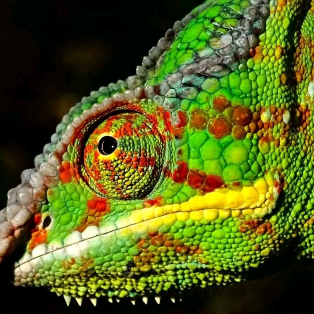 Extreme close-up of a panther chameleon's turret eye and the beaded scales around it