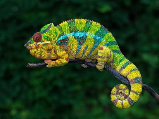 A vividly coloured panther chameleon stepping carefully along a thin branch